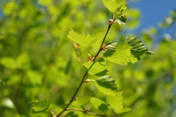 Leaves of birch in spring forest.