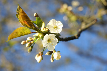 Fruit tree blossom in garden close-up.