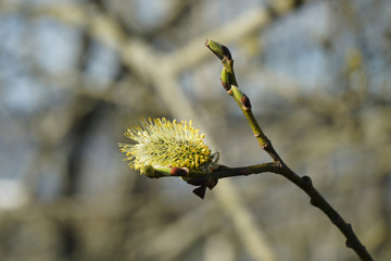 Willow (Salix caprea) branch with buds blossoming.