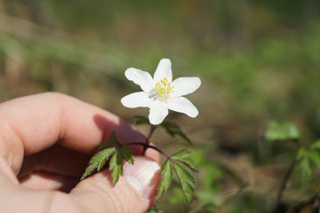 Hand holding anemone nemorosa in forest.