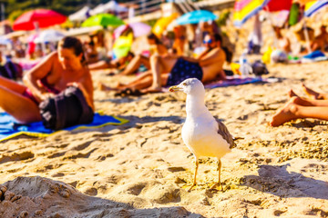 Hungry seagulls on the beach