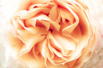 Cream rose closeup. Background. Copy space.