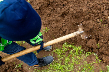 Child digging with a shovel in the fall garden. The boy helps his parents, the elderly in the garden. Care for plants in autumn.