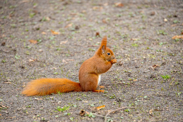 Naklejka na ściany i meble little red squirrel in a natural habitat in the city park