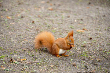 Naklejka na ściany i meble little red squirrel in a natural habitat in the city park