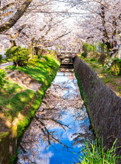 Fototapeta premium 春の京都 哲学の道 縦位置