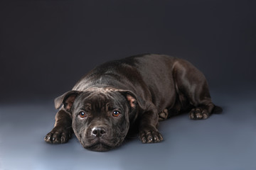 cute brown english staffordshire bull terrier looking up on dark background, close-up 