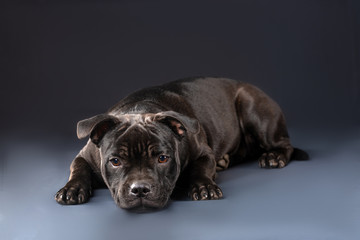cute pitbull dog lying on grey background in studio 