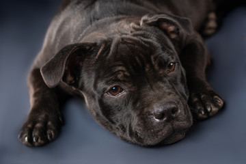 cute brown english staffordshire bull terrier looking up on dark background, close-up 