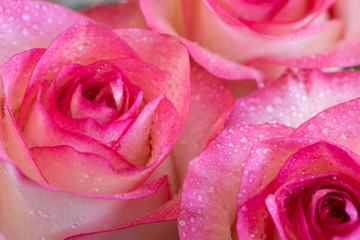 Close-up beautiful pink roses with water drops. Soft focus. Valentines day or Birthday celebration concept