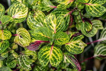 Flora in the Cold Greenhouse - Lisbon 2020