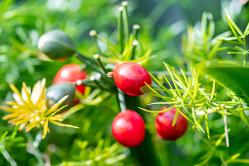 Flora in the Cold Greenhouse - Lisbon 2020
