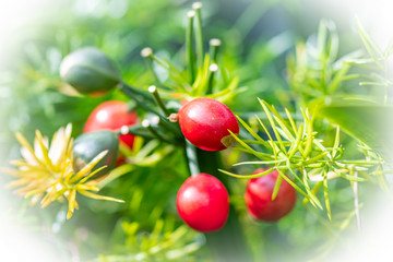 Flora in the Cold Greenhouse - Lisbon 2020
