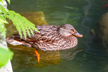 Ducks in the Greenhouse - Lisbon 