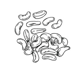 Cashew set in line art style.