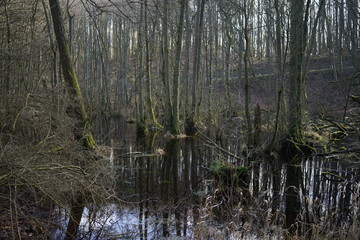 Swamp, swampland in Jasmund national park  