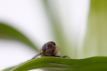 mouche