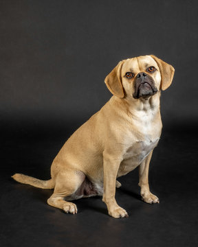 Portrait of young adorable puggle posing in studio