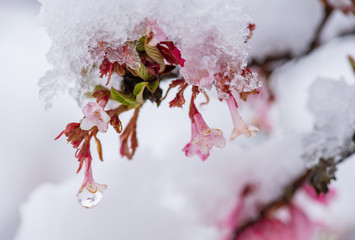 Schneehaube auf Winterblüher, Schnee auf Winterschneeball, Viburnum bodnantense, verschneite Blüten, Eiskristalle auf Bodnant Blüten, Schneehaube auf rosa Blüten des Winterschneeballs