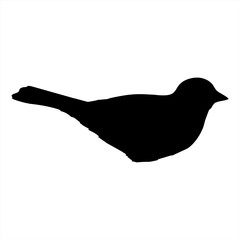 Bird vector, bird icon vector, vector illustration.