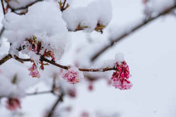 Schnee auf Winterschneeball Blüten, Viburnum bodnantense Blüten unter Schnee, Rosa Blüten unter Eis und Schnee, Winterblüher unter Schneehaube, Schnee auf Blüten des Winterblühers Winterschneeball	