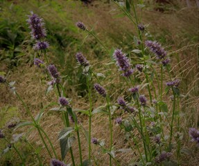 field of purple  flowers
