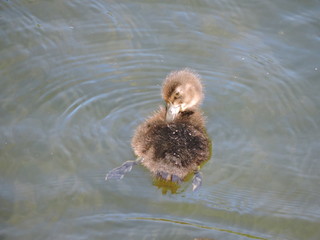 duckling  in the water