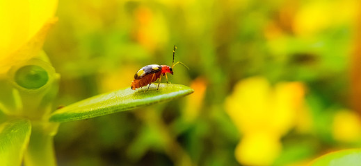 betel on a green leaf