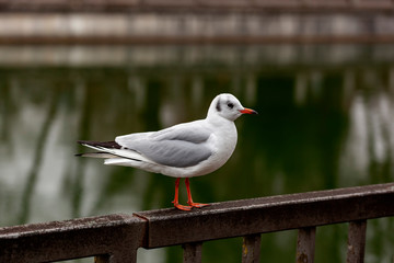 Seagull landing in a metal fence in front of a river. Winter day on the Isar embankment in Munich.