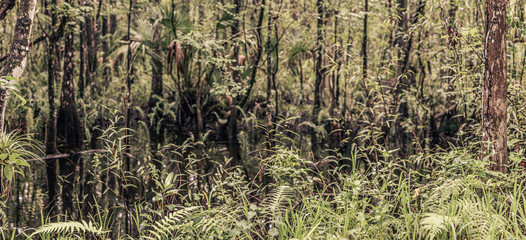 Wild quite river in a forest