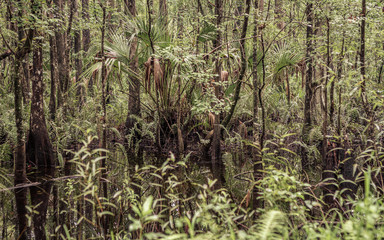 Wild quite river in a forest