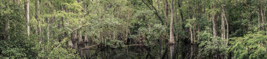 Panorama view of everglades river between trees in forest