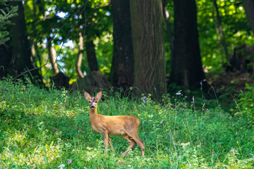 The roe deer on the forest edge © Goran