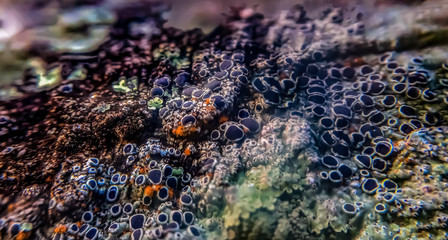 black coral fungi on tree