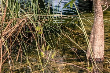 Young aligator in a water