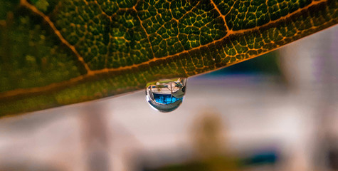 closeup of water  drop on a leaf