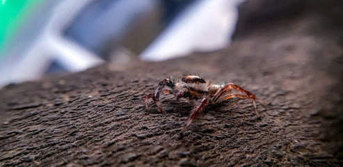 on hunt 