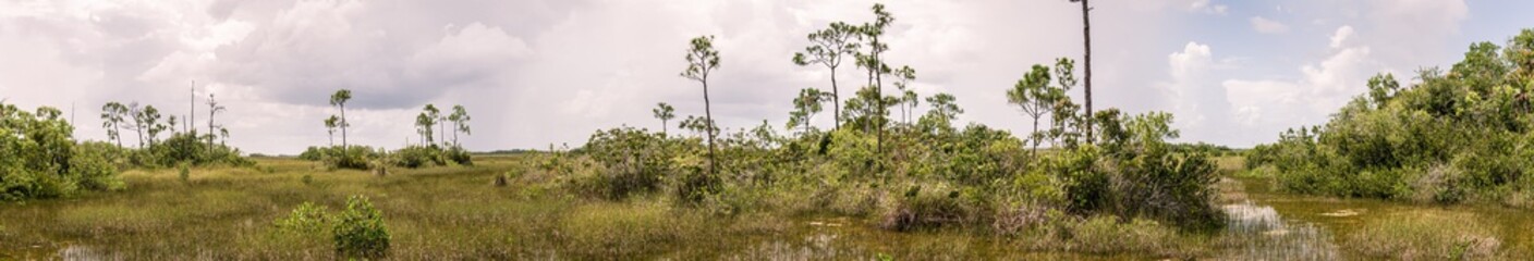 Panorama view of swamp goeas over a flat nature - obrazy, fototapety, plakaty