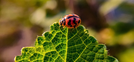 ladybug on leaf