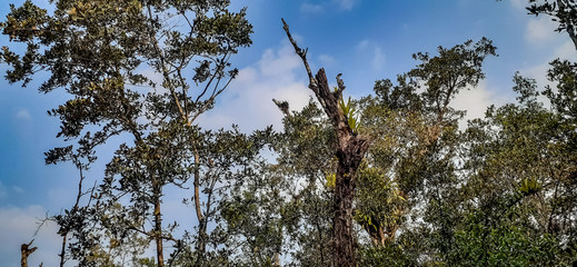 top dying disease  of sundari tree