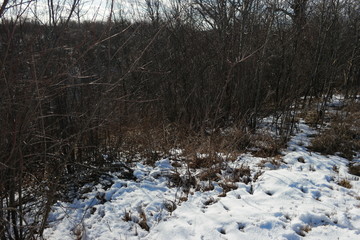  white snow near the bushes