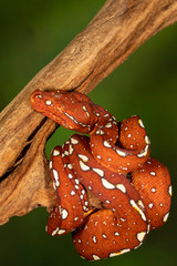 Baby Biak Green Tree Python