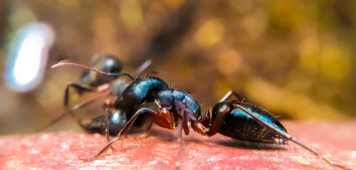 dragging her sister to grave yard