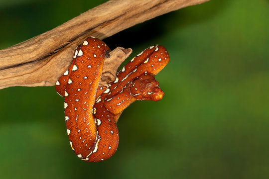 Baby Biak Green Tree Python