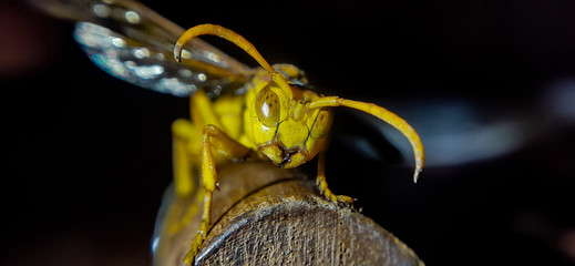 Indian hornet macro photo