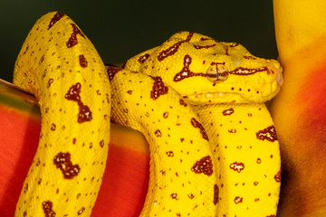 Baby Biak Green Tree Python