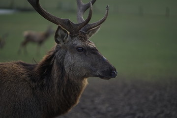 Close up of red deer, elk, cervus elaphus with antler     