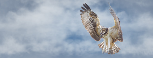 Osprey flying overhead searching for food. Sized to fit for cover image on popular social media site