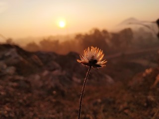 flower in sunset