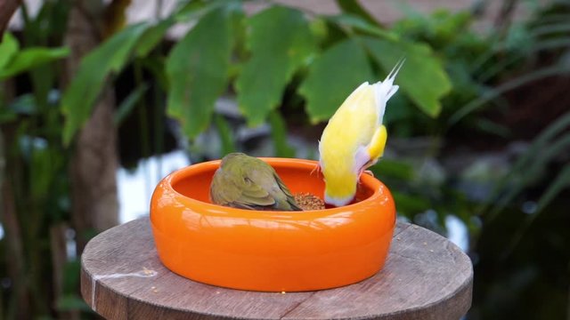 closeup of Gouldian finches eating food, popular tropical bird specie from Australia